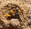 Panurgus sp.